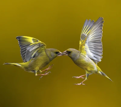 Deux verdiers en interaction en vol