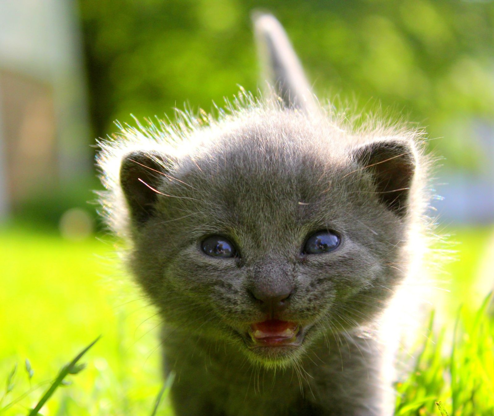 Un pequeño gatito caminando por la hierba con la boca abierta (adorable, aww, bebé, cat, lindo)