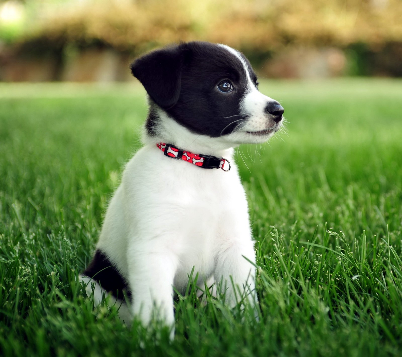 Il y a un petit chien noir et blanc assis dans l'herbe (couleurs, paysage, photo)