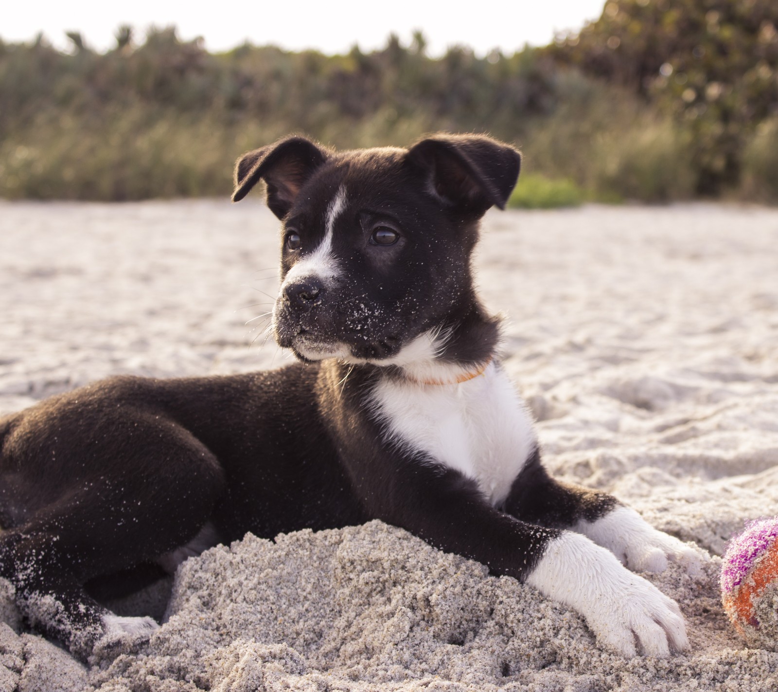 There is a dog that is laying down in the sand (adorable, aww, canine, cute, dog)