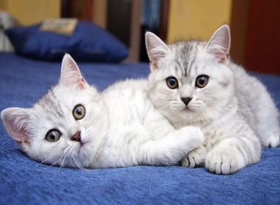 Dois adoráveis gatinhos tabby prateados se aconchegando em um cobertor azul.