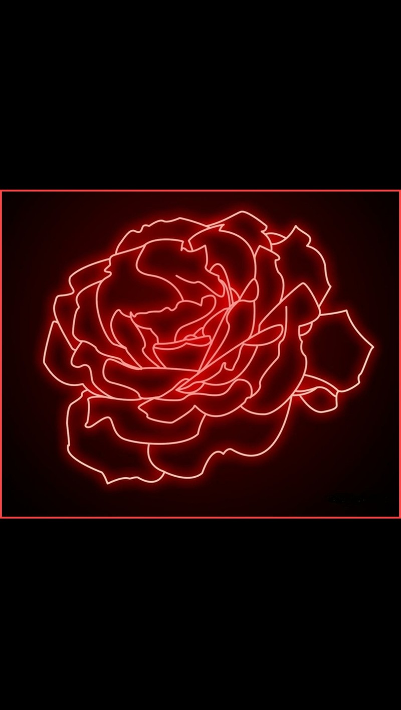 A close up of a rose with a red background (neon, rose)