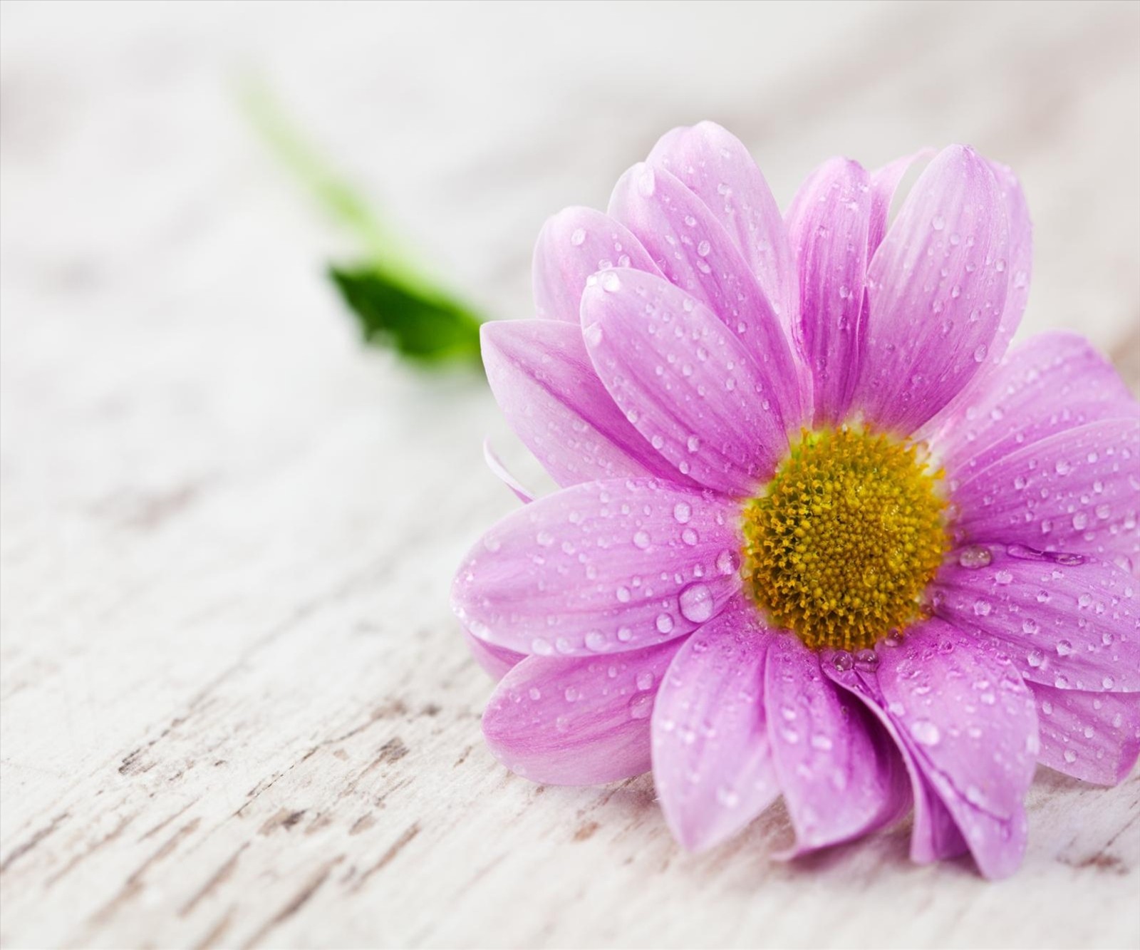 Flor púrpura con gotas de agua sobre ella sentada en una superficie de madera (lindo, encantador)