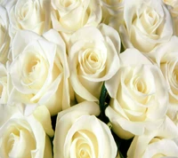 roses, white