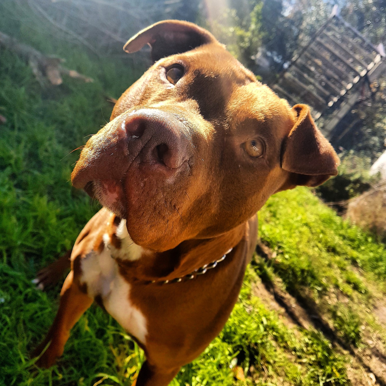 Há um cachorro olhando para cima para a câmera (touro, bullying, bengala, relaxar, corso)