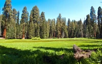 parque, parque nacional sequoia, parque nacional, natureza, árvore