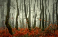 Bosque enevoado com árvores decíduas e samambaias vibrantes