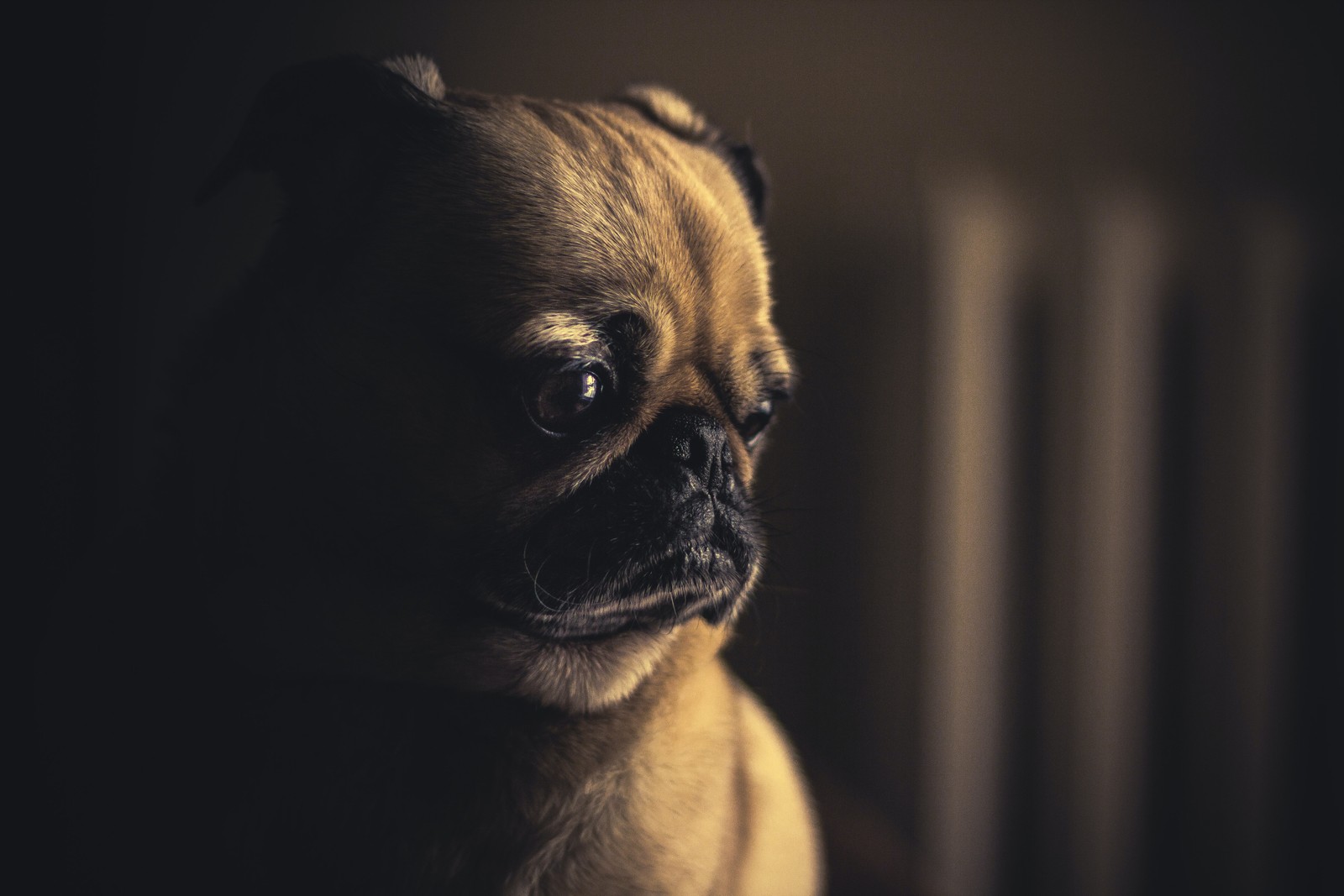 Une girafe assise dans l'obscurité regardant la caméra (pug fauve, chien de compagnie, canin, portrait danimal, mise au point sélective)