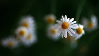 Vue macro de marguerites en fleur