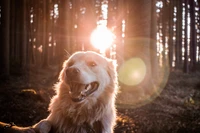 Filhote de Golden Retriever aproveitando a luz do sol em um ambiente florestal