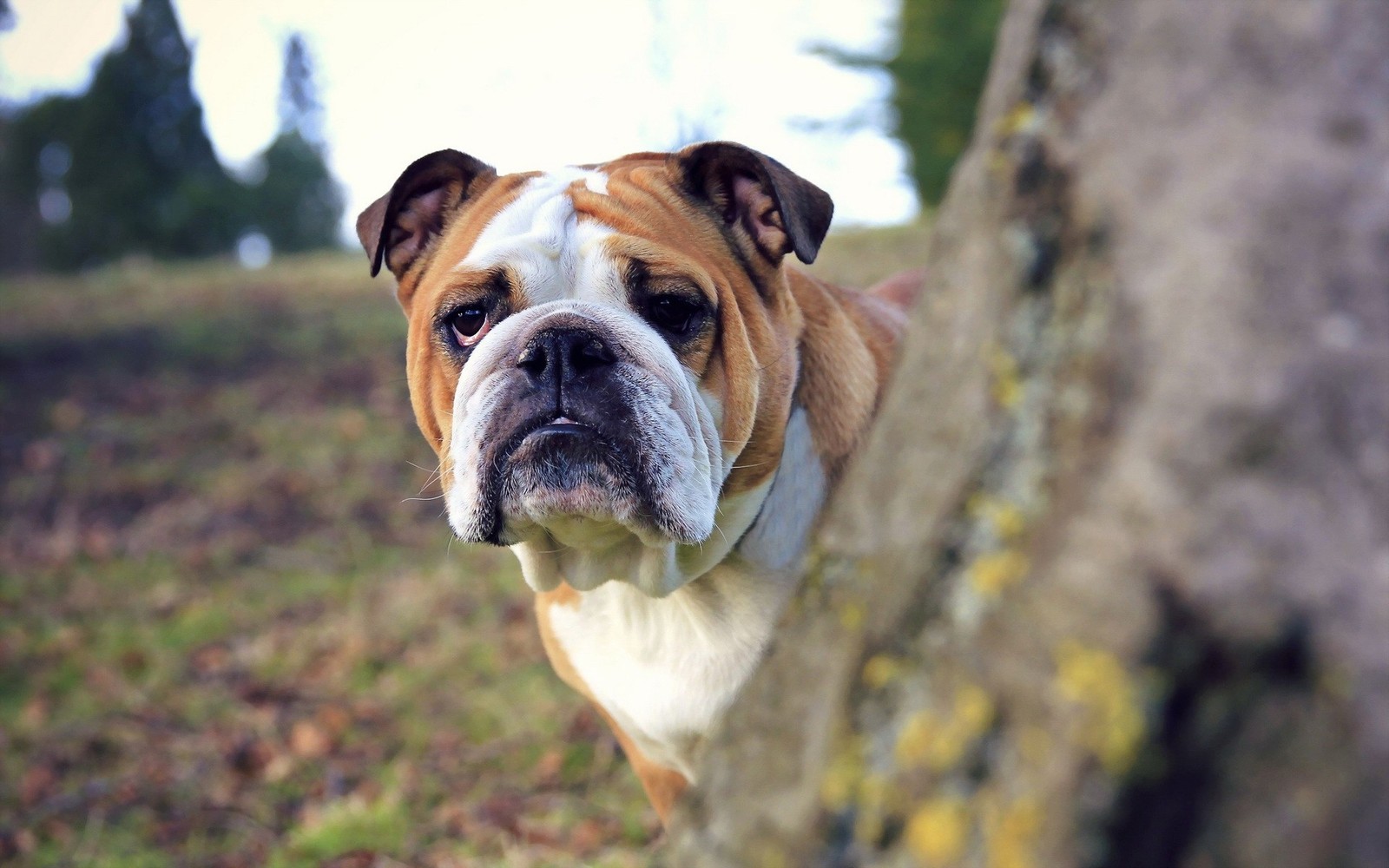 Скачать обои бульдог, bulldog, американский бульдог, французский бульдог, староанглийский бульдог