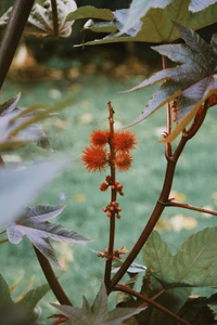 Lebendige rote Blumencluster zwischen üppigem Grün