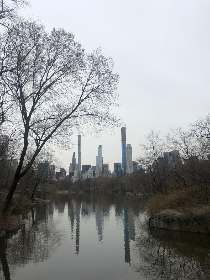 Деревья отражаются в воде озера в городском парке (центральный парк, central park, здание эмпайр стейт, empire state building, ветвь)