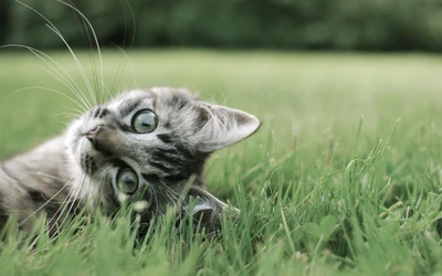 Playful Tabby Kitten Rolling in the Grass