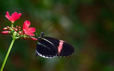 insekt, schmetterling, motten und schmetterlinge, wirbellose, bestäuber