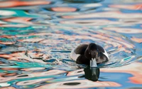 Un pato solitario se desliza graciosamente por el agua brillante, rodeado de vibrantes reflejos.