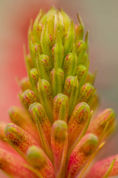 Nahaufnahme einer lebhaften rosa und grünen blühenden Pflanzenknospe mit komplizierten Blütenblattformationen.