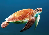 Download sea turtle, underwater, sea life, animals, 4k wallpaper for free