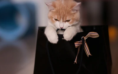 Adorable gatito asomándose de una bolsa de regalo