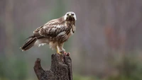 Falcão majestoso empoleirado em um toco, exibindo seu poderoso bico e penas