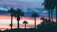 Palmeras en silueta contra un vibrante cielo de atardecer.