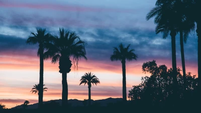 Silhouetted palm trees against a vibrant sunset sky.