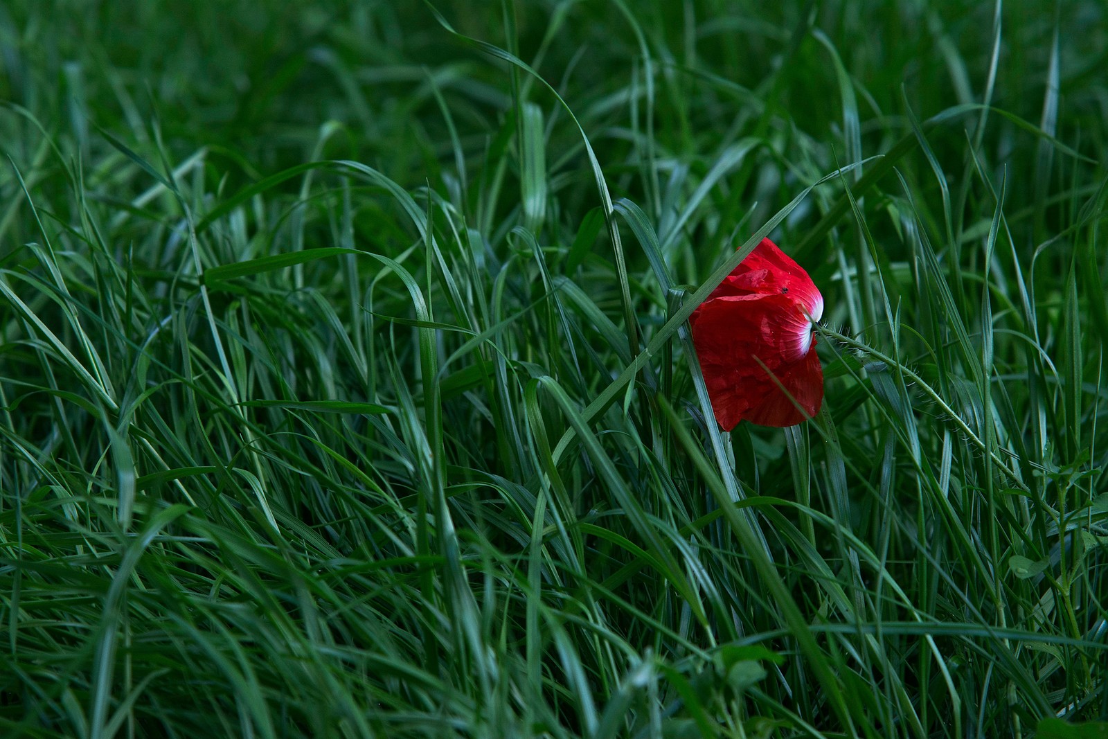 Hay un hidrante rojo en medio de un campo de hierba (pasto, verde, rojo, amapola, hoja)