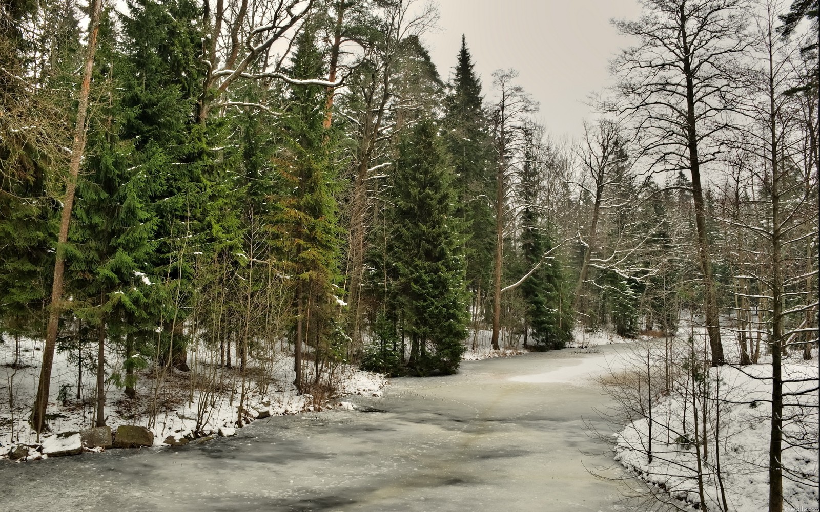 winter, tree, snow, nature, forest wallpaper