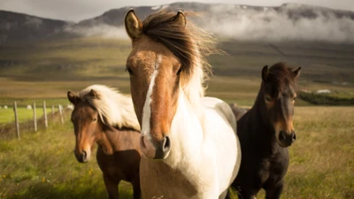 Icelandic Horses in a Scenic Grassland Landscape