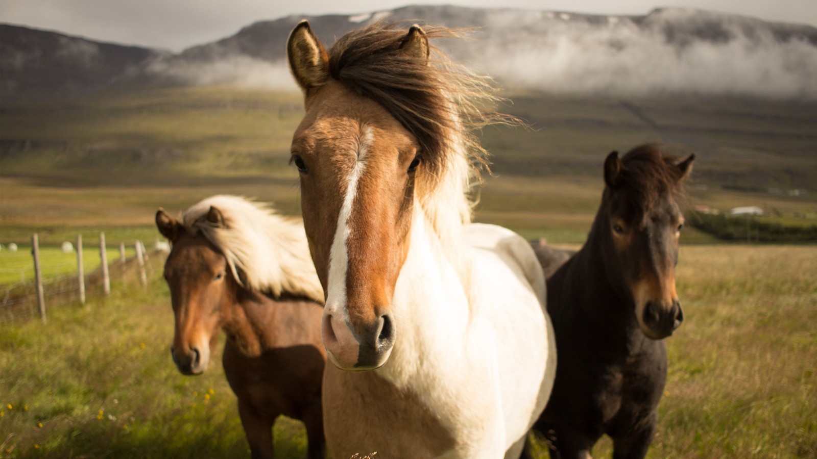 Cavalos em pé em um campo com montanhas ao fundo (cavalo islandês, islândia, pônei, cavalo, ecorregião)