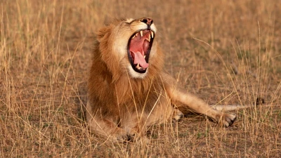 Majestuoso león masai bostezando en la llanura de la sabana.