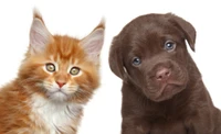 puppy, dog breed, cat, dog, whiskers wallpaper