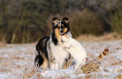 Um collie áspero e um gatinho brincalhão compartilham um momento terno em um campo nevado.