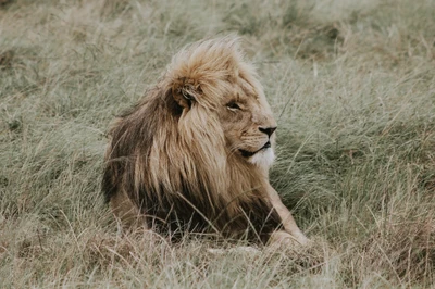 löwe, gato, großkatze, wildleben, masai löwe