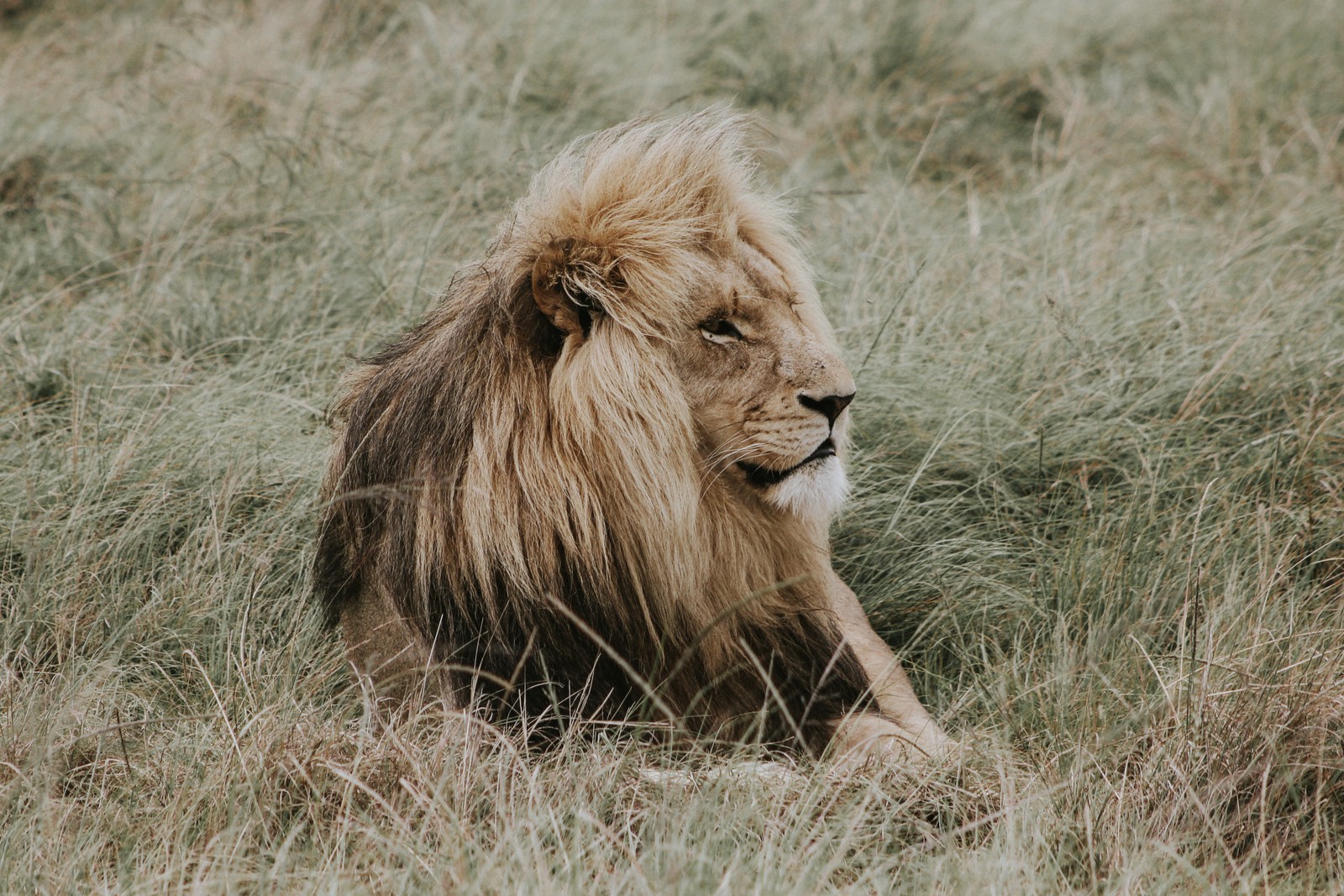 Une girafe assise dans l'herbe avec une longue crinière (le lion, chat, grand félin, faune, lion massaï)