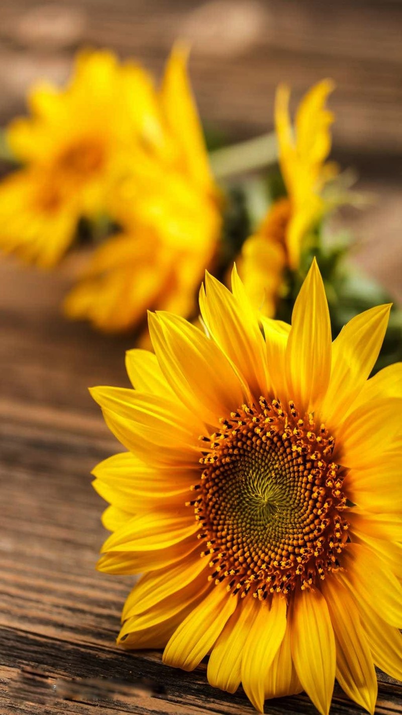 Drei sonnenblumen auf einem holztisch mit einem grünen blatt (landschaft, natur)