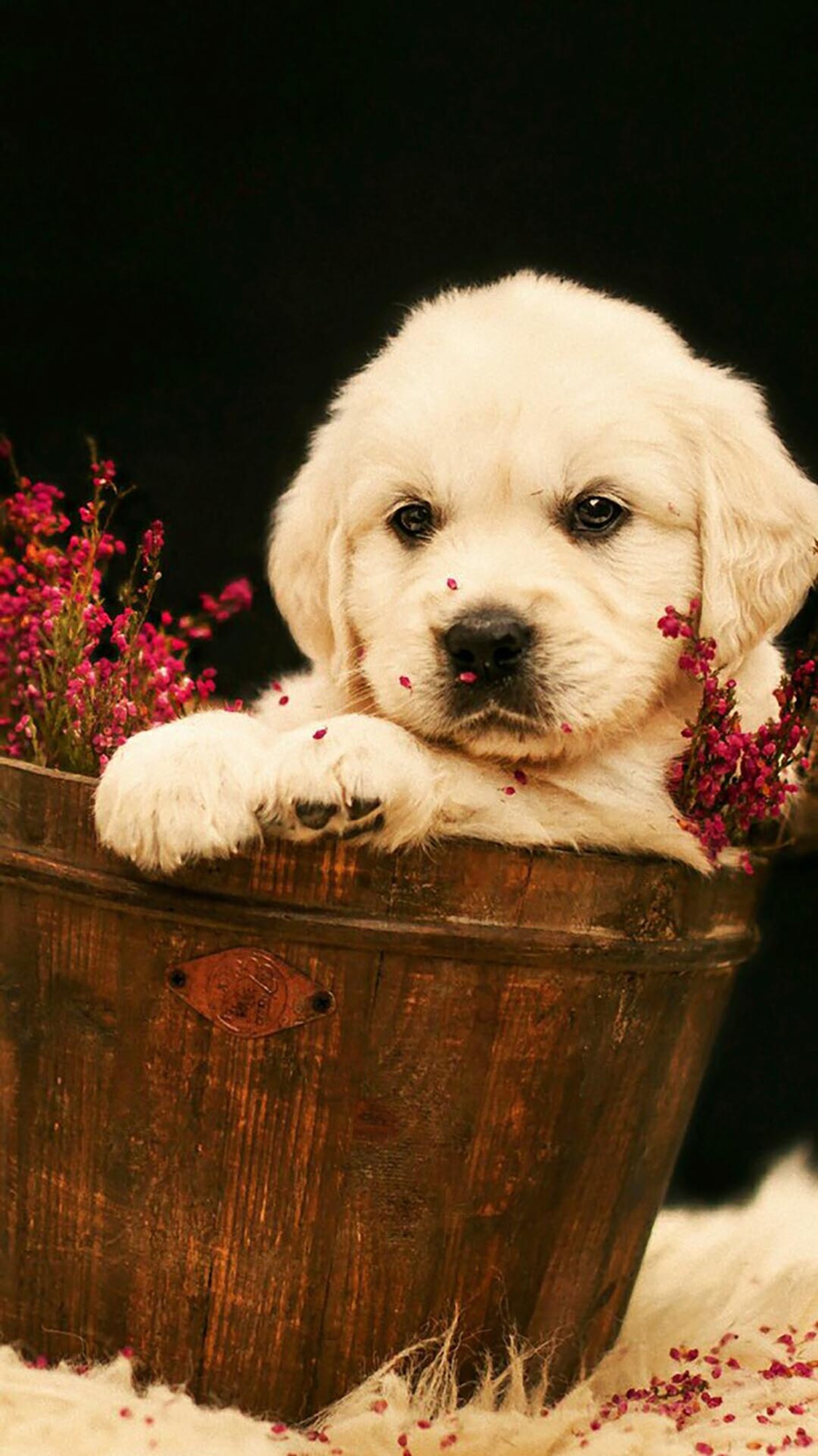 Il y a un chiot assis dans un bol en bois (chien, chiot)