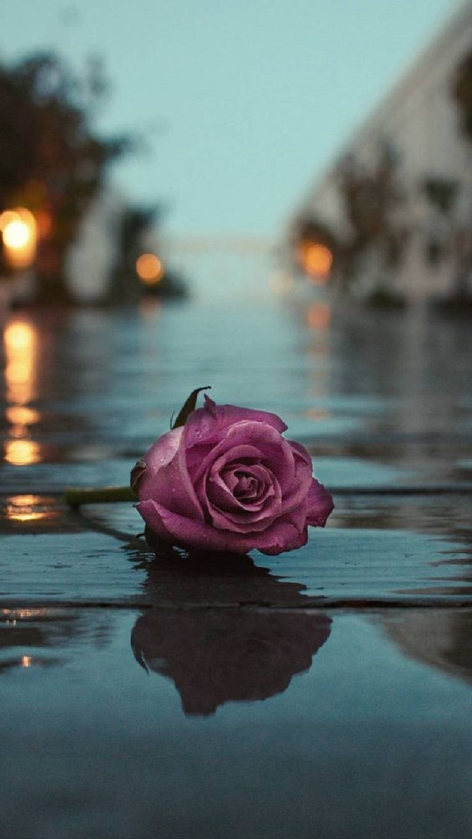 rose, flower, night wallpaper