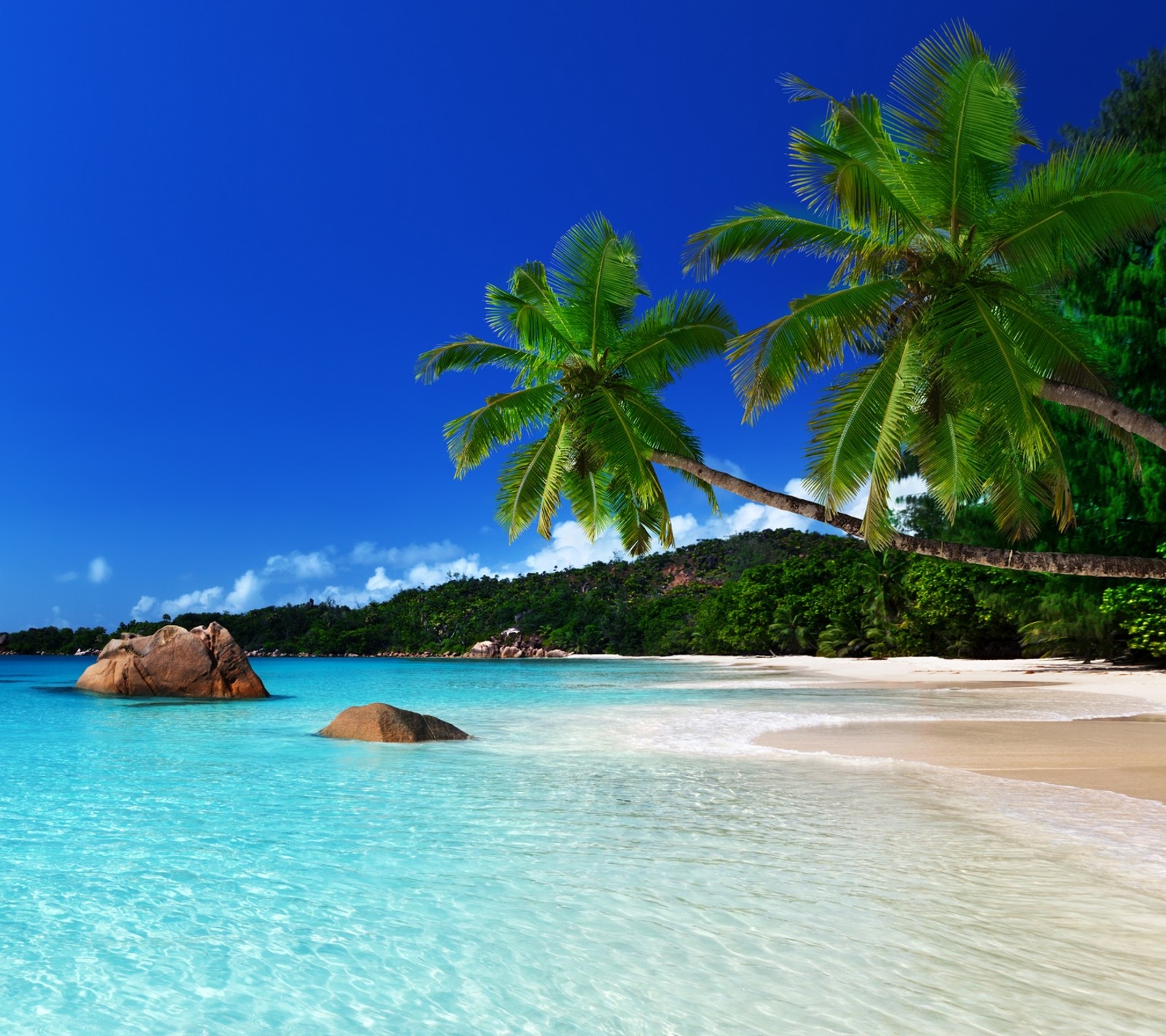 Une vue d'une plage avec des palmiers et une pierre dans l'eau (génial, plage, bleu, nature, ok)