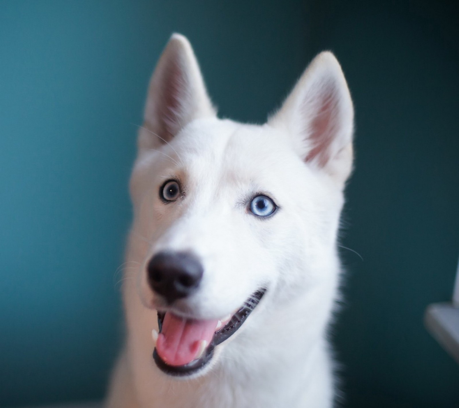 Es gibt einen weißen hund mit blauen augen, der auf einem bett sitzt (hund, kuce, fell)