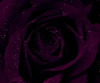 Deep Purple Rose with Delicate Water Droplets