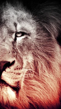 lion, wild wallpaper