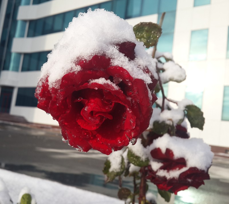 Uma rosa vermelha coberta de neve na rua (rosa, neve)