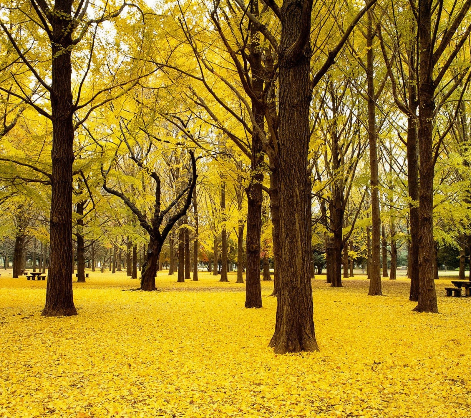 A close up of a park with a lot of trees and yellow leaves (forest, lovely, nice, view)