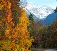 herbst, blätter, berg, rumänien, trasfagarasan