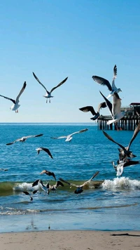 Gaivotas planando sobre as ondas de verão