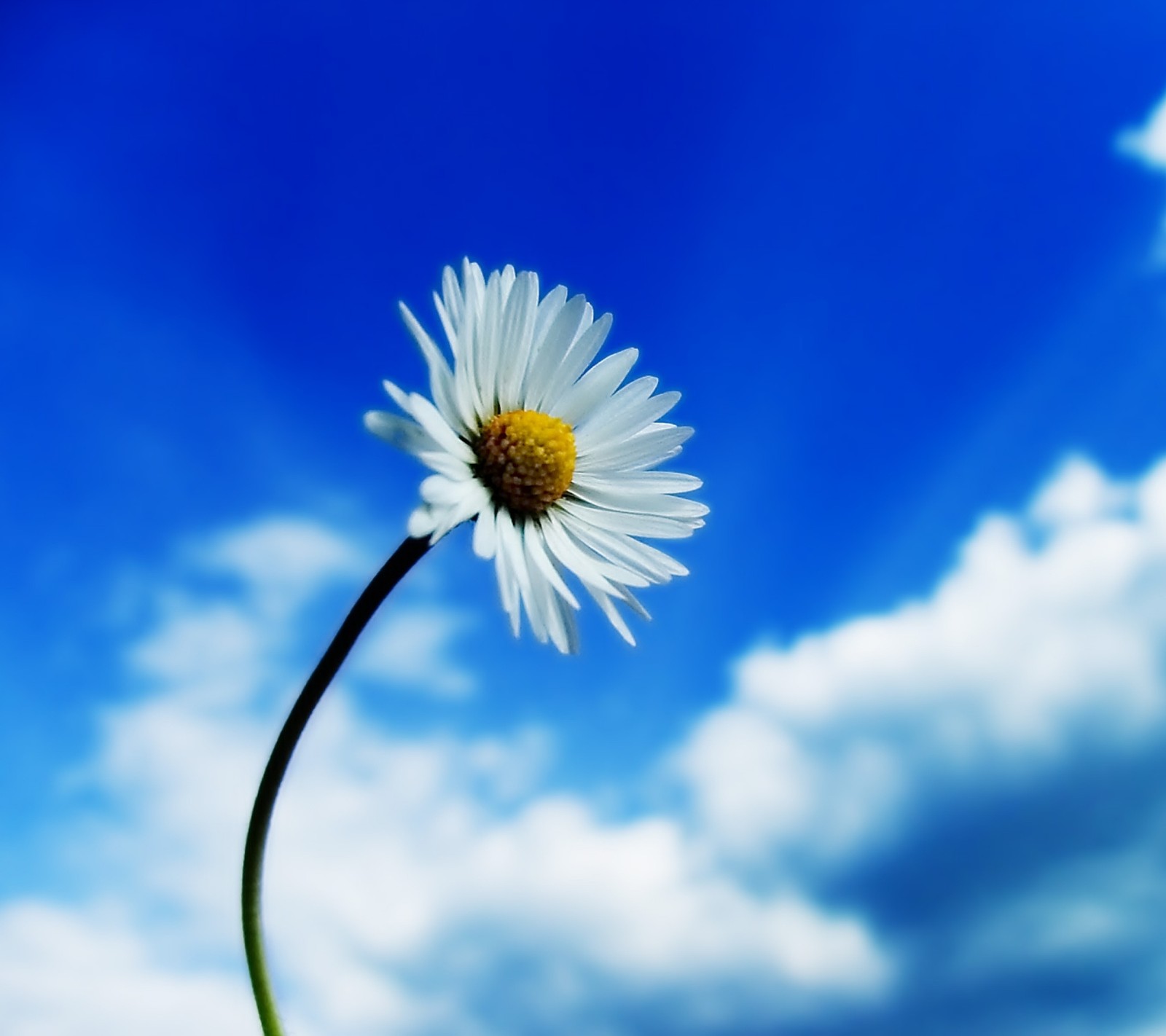 There is a single white flower that is in the middle of the picture (daisy, flower, landscape, nature)