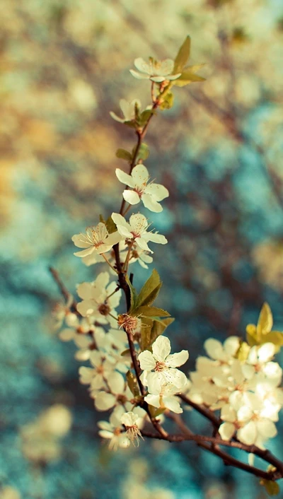 cereza, flores, naturaleza