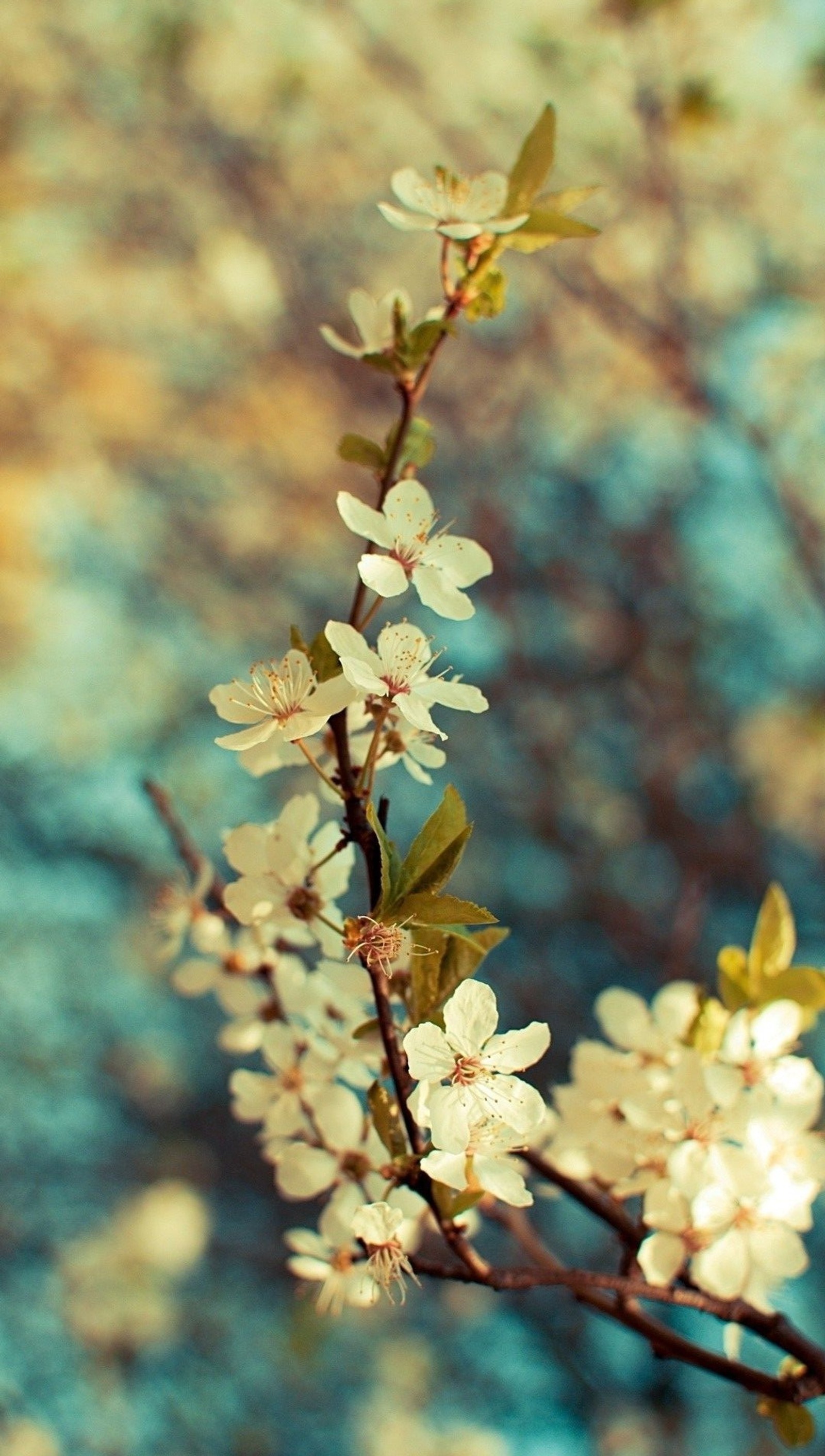 Il y a une branche d'arbre avec des fleurs blanches dessus (cerise, fleurs, nature)