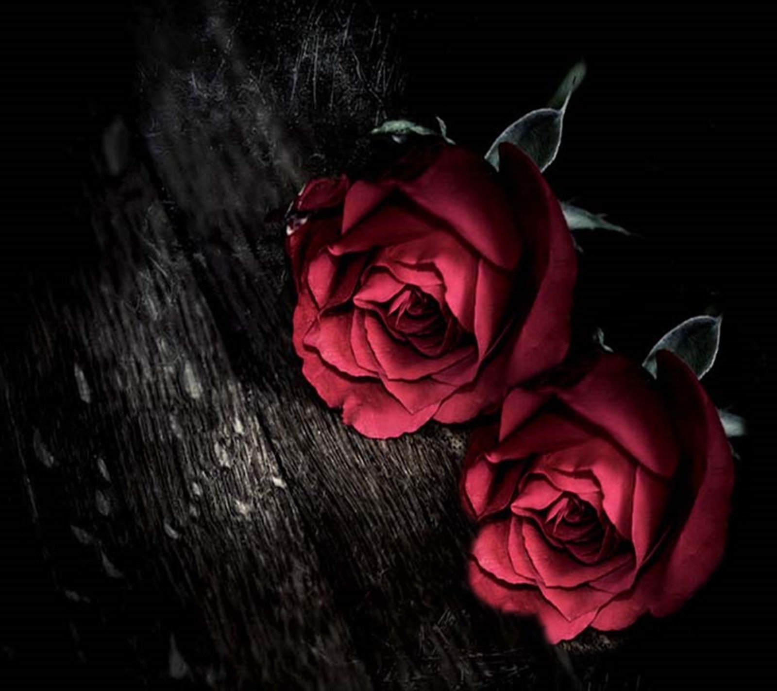 Dos rosas rojas sobre una superficie de madera (rojo, rosas)